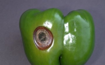 Diseases of sweet pepper