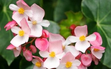 caring for evergreen begonia