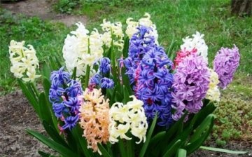 hyacint fotografie