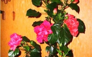 kínai rózsa hibiszkusz