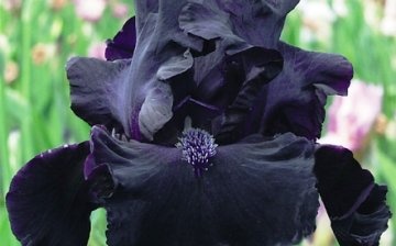 irises in the photo