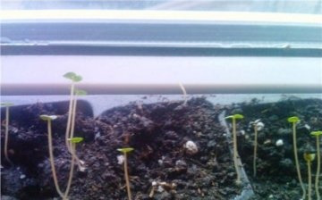 Kako uzgajati klematis iz sjemena