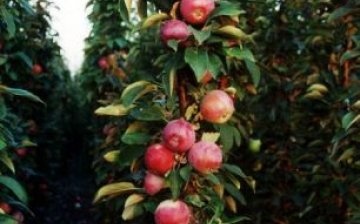 زراعة ورعاية شجرة تفاح عمودية