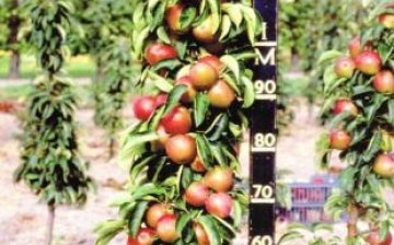 oszlopos almafa ültetése és gondozása