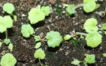 grow primrose from seeds