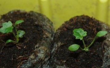 grow primrose from seeds