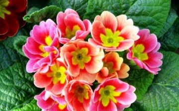 How to care for a primrose flower