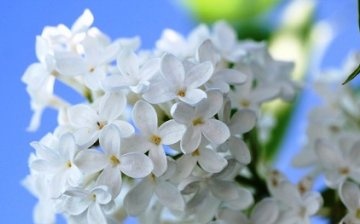 Bijela lila