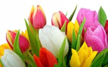 jak udržet tulipány déle