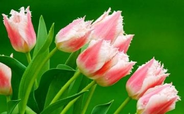 hogyan lehet tovább megtartani a tulipánt