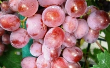Victoria grape