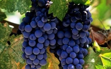 Growing and caring for grapes