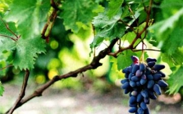 Growing and caring for grapes