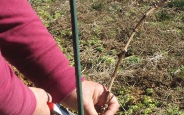 How to prune grapes in spring