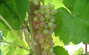 fagyálló szőlőfajták