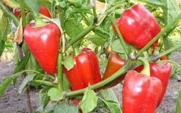 agrotechnology for growing pepper