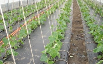 agricultural technology for cucumbers