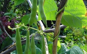 Growing green beans - some subtleties