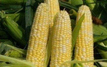 vlasti kukuřice