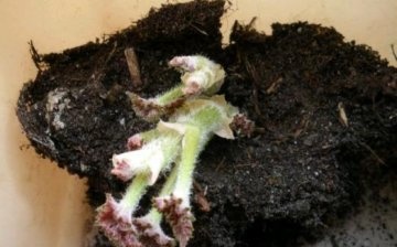 Jak pěstovat begonii z hlízy