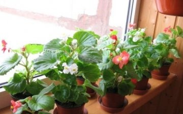 Ever-flowering begonia from seeds