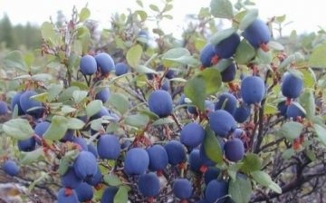 The beneficial properties of blueberries