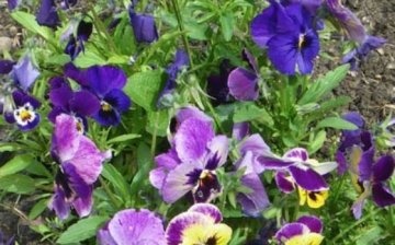 Sadnja sadnica viole