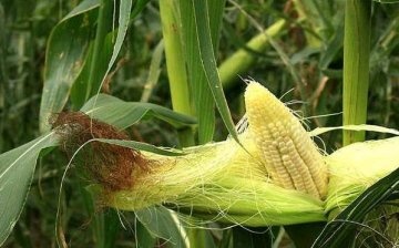 Useful properties of corn