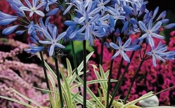 Agapanthus in the photo