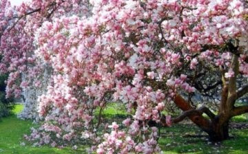 Planta de magnolie