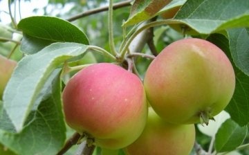 stablo jabuke