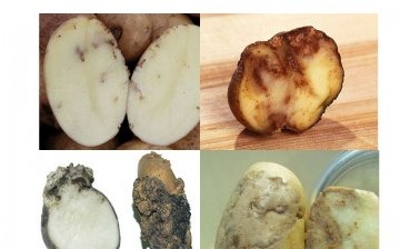 صور امراض البطاطس