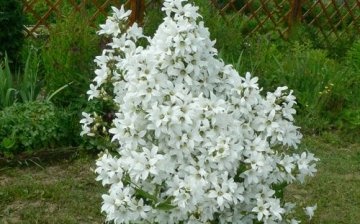 Bellflower milky-flowered