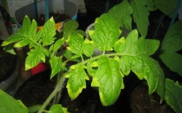 Why tomato seedlings turned yellow