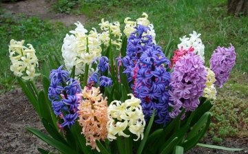 Hyacinty: výsadba a péče