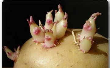 Sadbové brambory