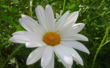 Large daisies