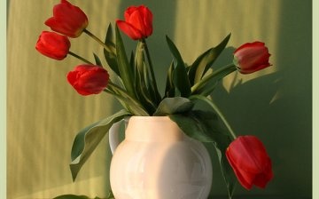 Vágott tulipán gondozása