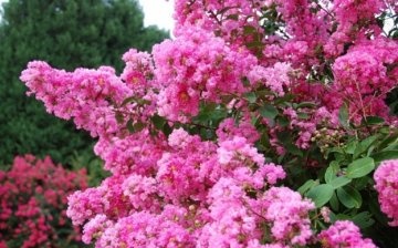 Indian lilac - garden decorations all year round