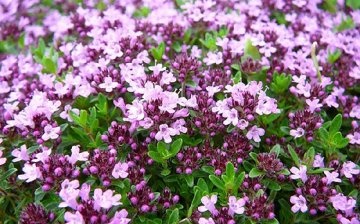 Thyme contraindications
