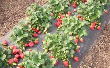 plantând căpșuni în fotografie