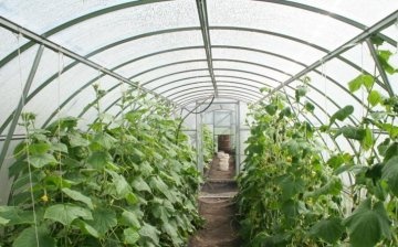 greenhouse for cucumbers