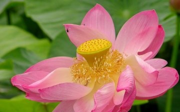 mosquito lotus