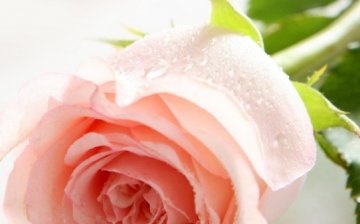kako zadržati izrezane ruže