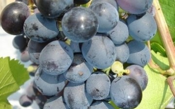 Donskoy achát szőlő
