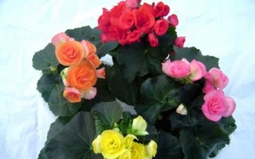 reproduction of ever-flowering begonia