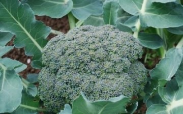 growing cabbage broccoli