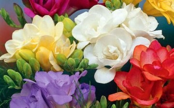 growing and care of freesia