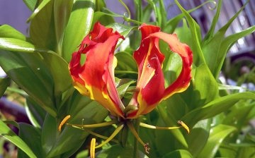 gloriosa from seeds