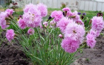 the cultivation of pinnate carnation